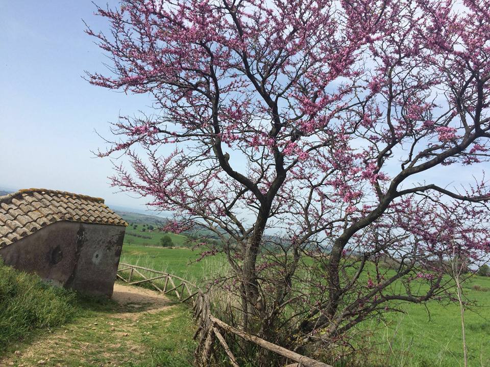 artetruria's tweet photo. #Artetruria #Etruschi #Tarquinia la bellezza delle necropoli in #Primavera https://t.co/h3sqErNN0O