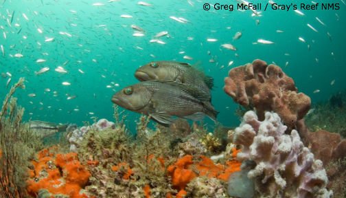 OurOcean's tweet photo. See 3 fishery management success stories from the Atlantic. #MSA40 https://t.co/ZN08EdWhRy via @etspencer https://t.co/kFmDQhAjbN