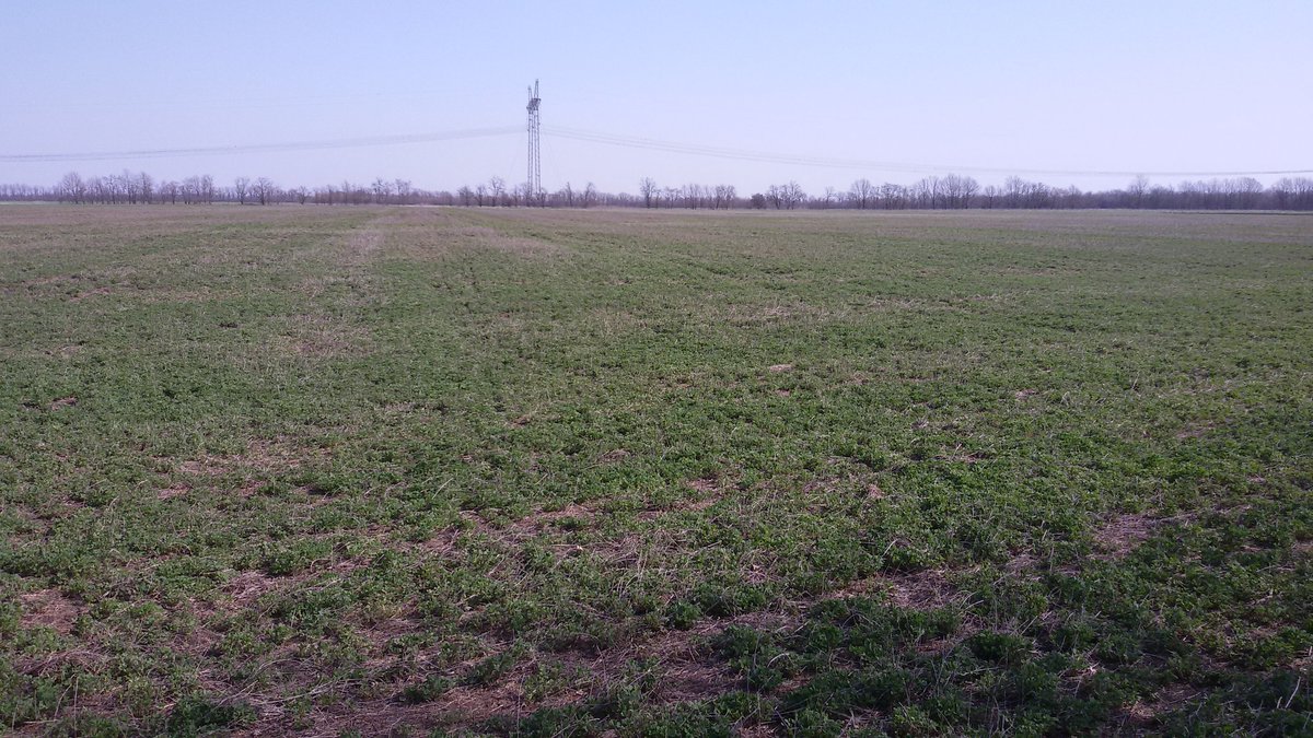 seeds_alfaalfa (@seeds_alfalfa) on Twitter photo 