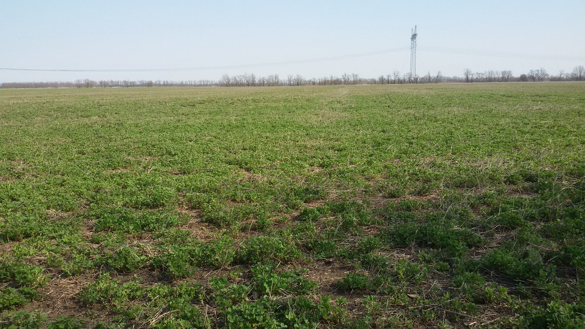 seeds_alfaalfa (@seeds_alfalfa) on Twitter photo 