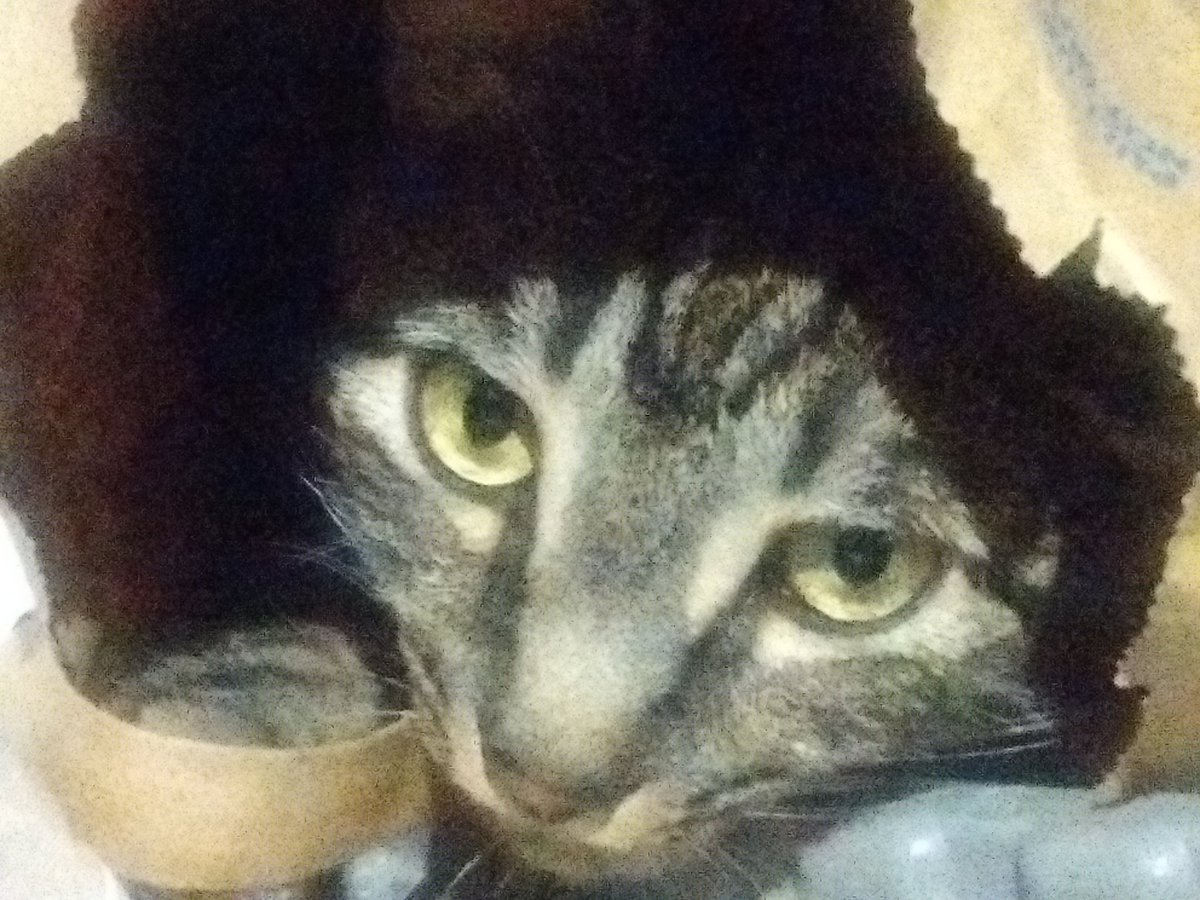 rehabsectororg's tweet photo. @grumpychiefk Johnny and brother Roy say "sorry, no treats in here". Something about a paper bag loves a cat. https://t.co/YlHKzDSTcZ