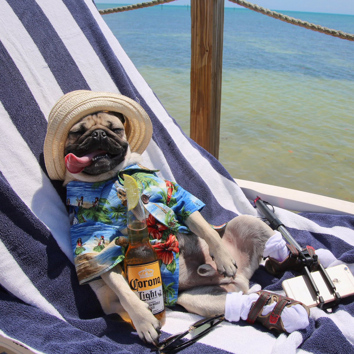 itsdougthepug's tweet photo. Tourists be like https://t.co/cHD06xARp4