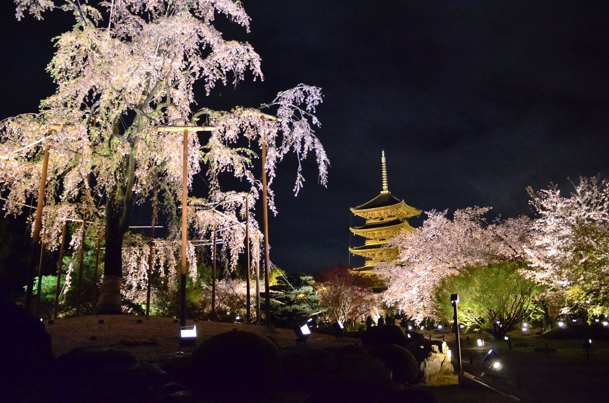 ひがくぼきみお Sur Twitter 京都 東寺の五重塔と不二桜 京都を代表する夜桜 ライトアップ 雨が降っていて 三脚を持って行けなかったのが後悔 東寺 桜 サクラ さくら 不二桜 夜桜 ライトアップ 五重塔 京都 Kyoto Kyotojapan T Co Agtndhpmgi
