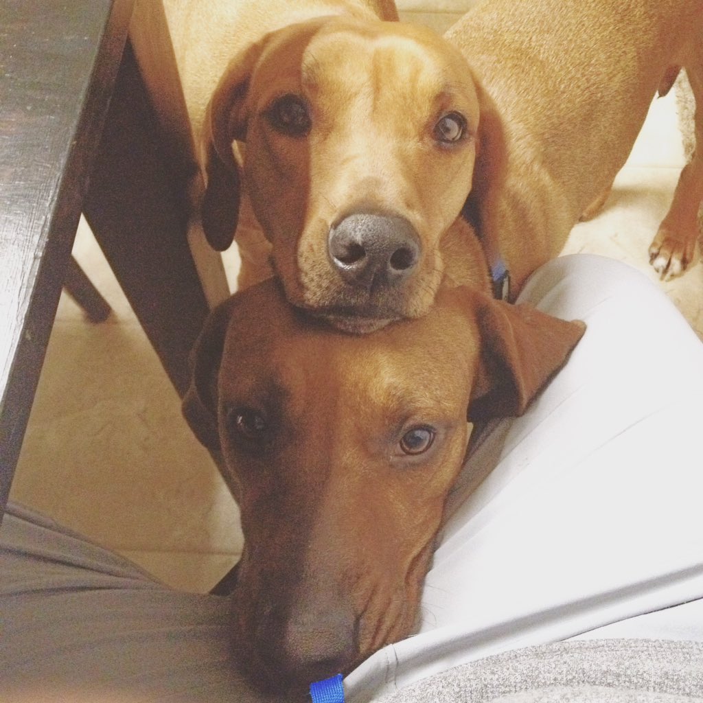 pooze8's tweet photo. Gosh I hate these two.... #rhodesianlove https://t.co/55Vz5yU13o