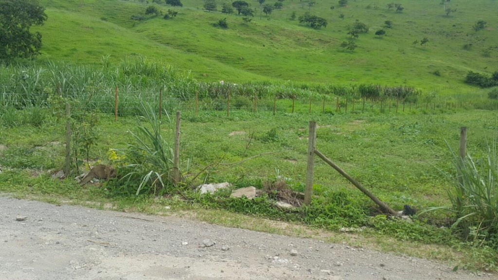 REALSTATEBRASIL's tweet photo. Chácara com 2900 m2 na Areia Grossa, Santana do paraíso.120mil (vale do aço) https://t.co/1MW3aK87Bt