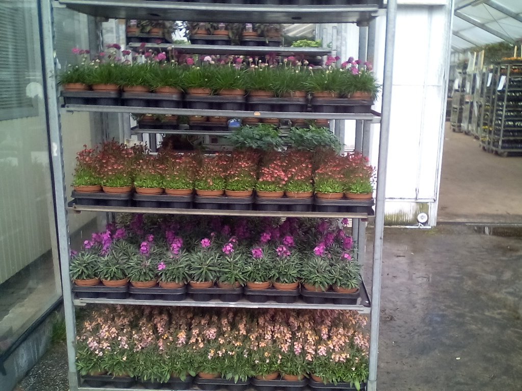 Mooie vaste planten