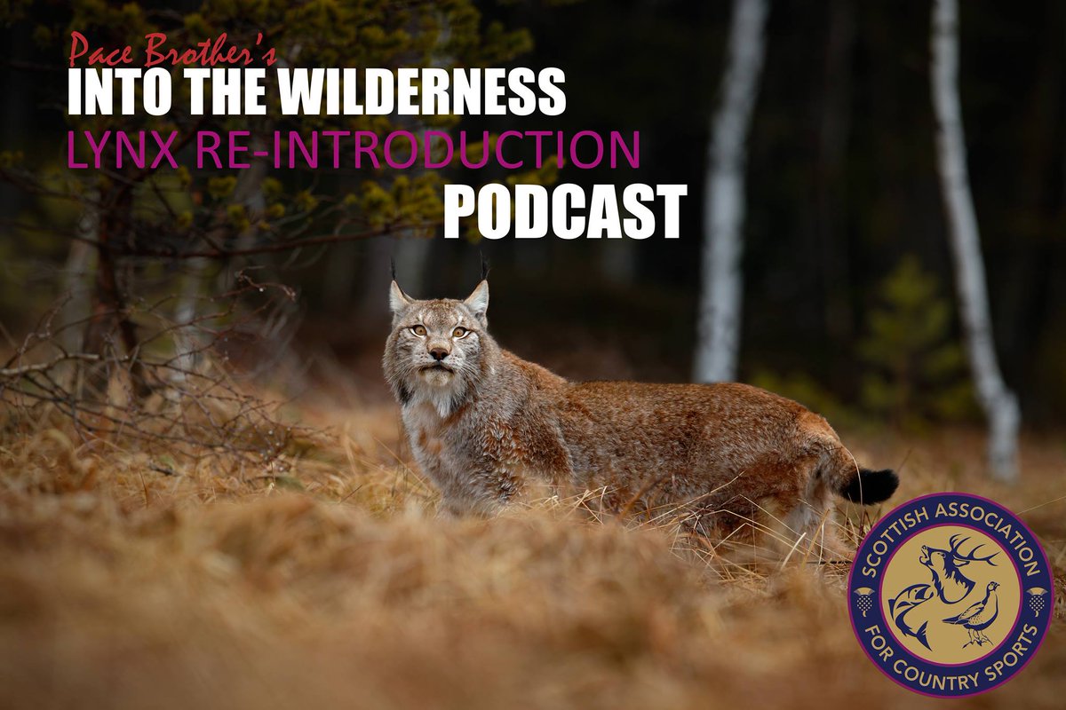 #16 Lynx trial &amp; reintroduction out now on Itunes, Stitcher, Soundcloud.
<a href="/BritishGameMeat/">British Game Meat</a> 
itunes.apple.com/gb/podcast/pac…