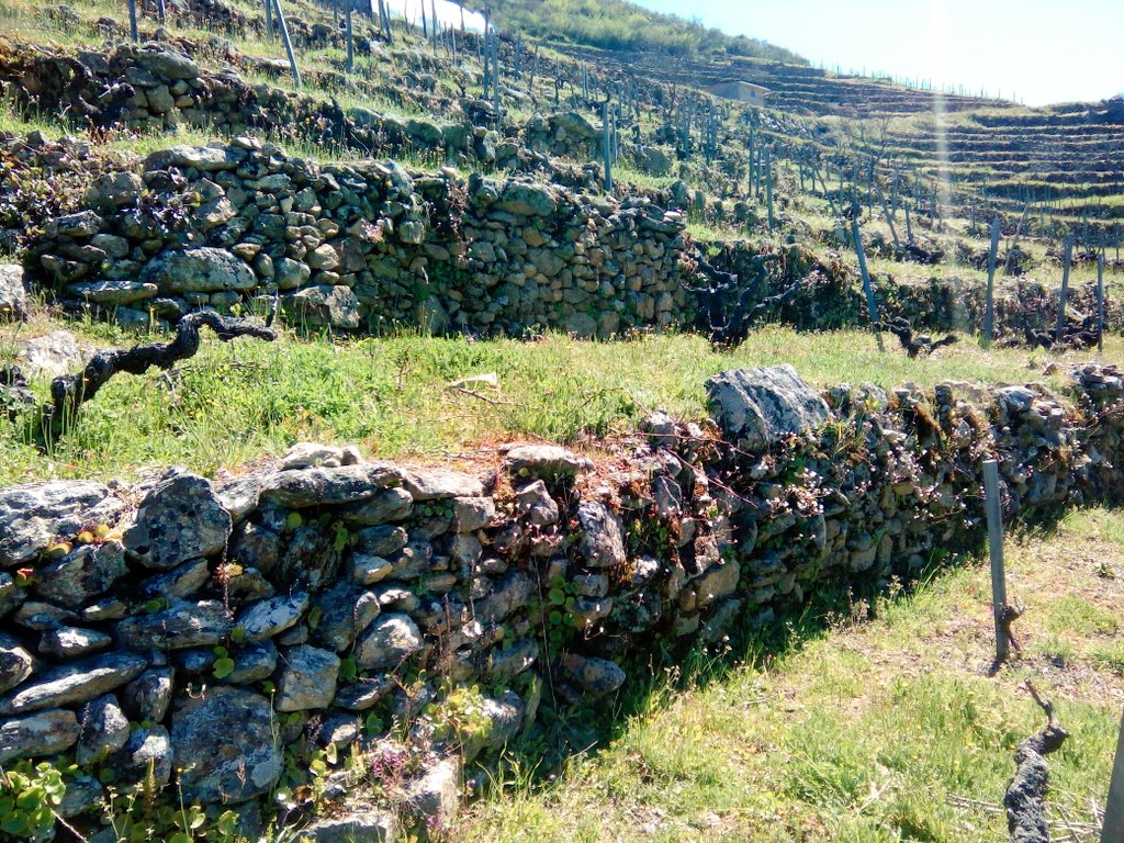 lauradaterra's tweet photo. Poden cortar as flores todas pero a primavera non a poden parar!!!!!
... #eiros #langullo https://t.co/rYh1NRnKD8
