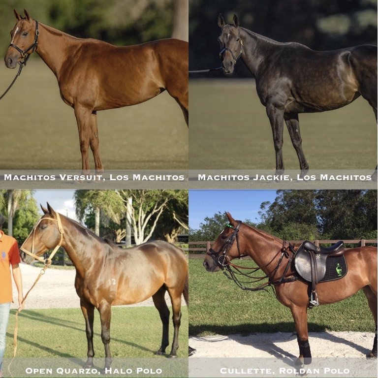 NicRoldan's tweet photo. Pony Power- State Side 🐴🇺🇸 See the 4 horses I chose to highlight in the April edition of @PoloTimes #PoloPonies https://t.co/7SV78Mevl3