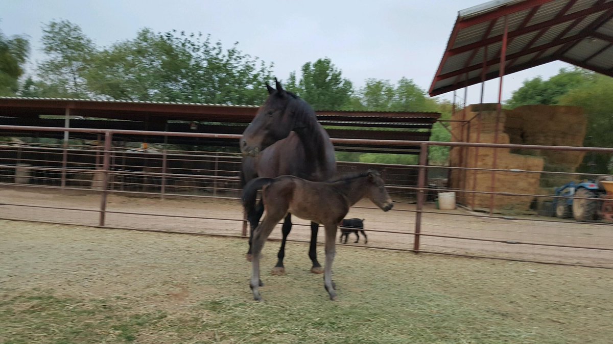 Born ready to roll! He's about 9hrs old and looking strong! I need a name for him!! Any ideas?