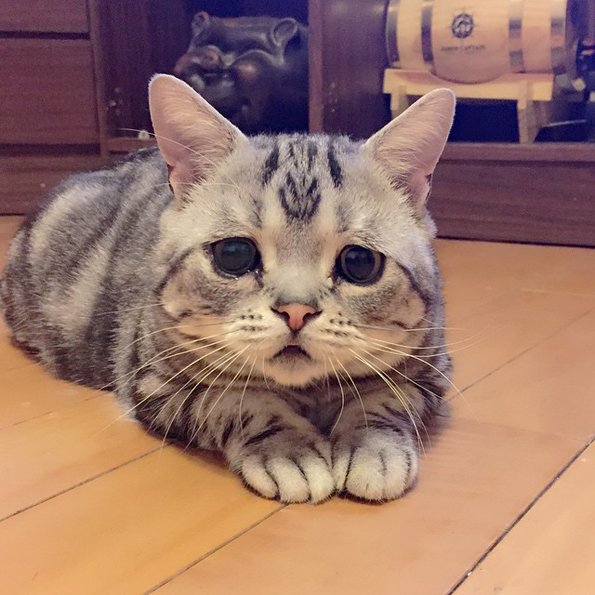 BramleyShopping's tweet photo. Make a sad kitty happy again by donating to cats protection at Bramley! https://t.co/8DTnPo1NfQ