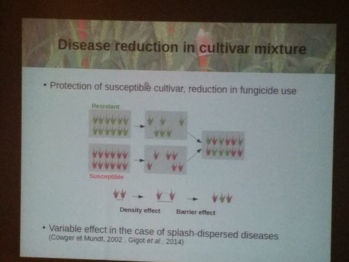 McdonaldMeganc's tweet photo. T. Vidal: Looking at reducing disease through cultivar mixtures #ECFG13 #ISSDC9 https://t.co/kNHYwpmXwx