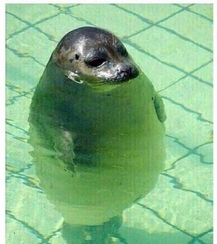 REALWORKOUT's tweet photo. Me when I miss a day of working out https://t.co/fw5ohwuPld