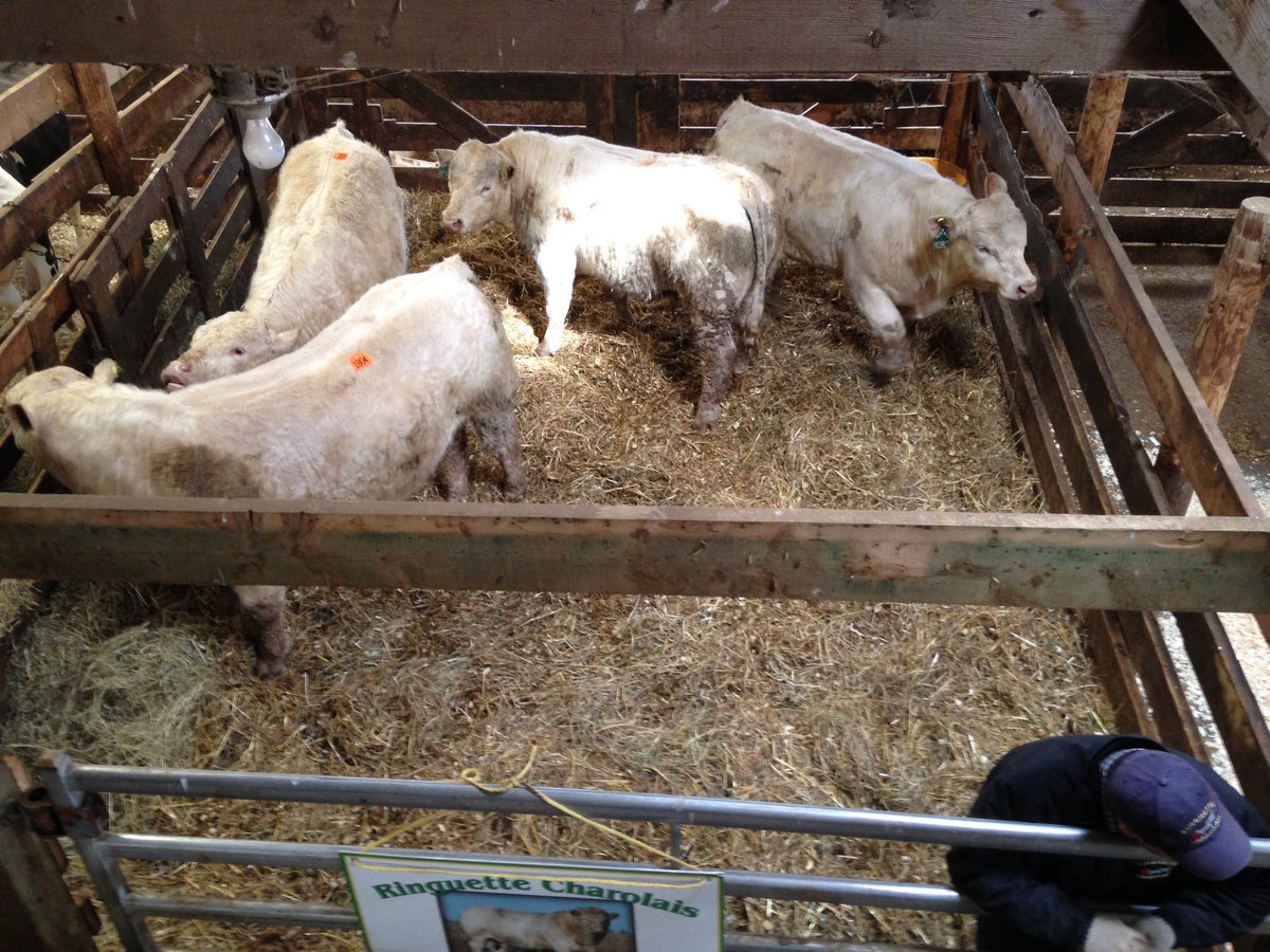 Bulls are settled in at the stockyards, sale starts at 1pm!! See you there