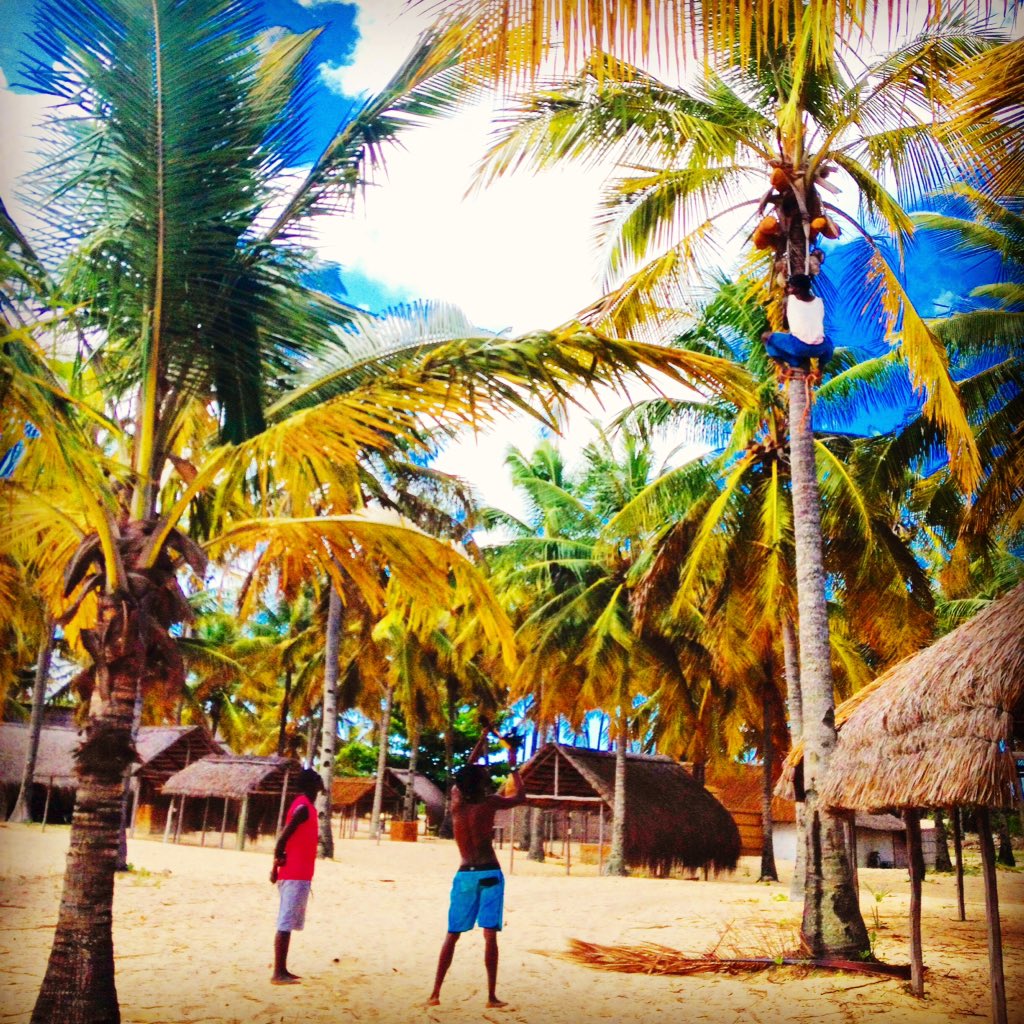 UbuntuMakasi's tweet photo. #Mozambique #Memories - #filming #local #coconut #treeclimber in #Barra #storytelling #travelafrica #africastories https://t.co/341jRemBy3