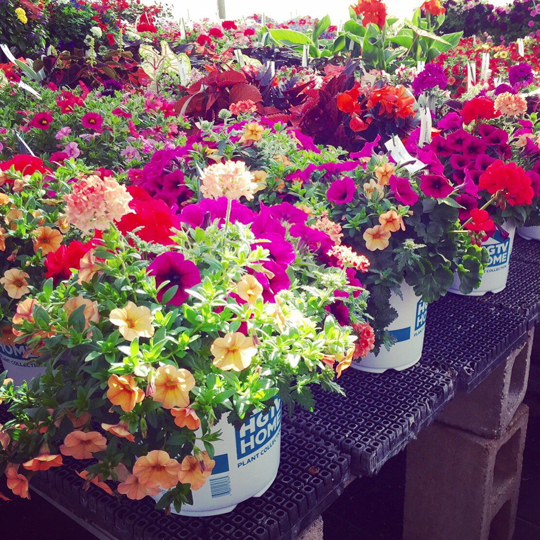 agricolaknows's tweet image. #onestepstyle gallon mixes almost ready to find a garden home #hgtvhomeplants