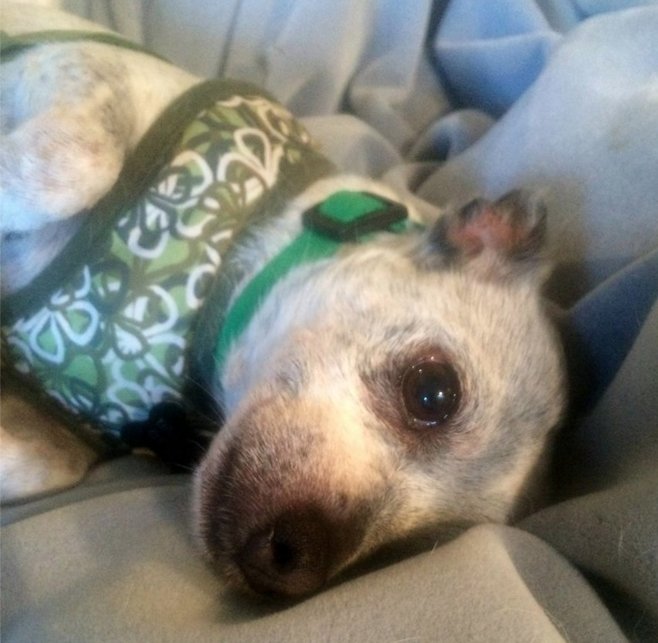 TailsofGray's tweet photo. Adopt Bronco: https://t.co/cw8shn1oDH #Dogs #SeniorDogs #Chihuahua #JackRussell #Terrier #DogsofTwitter #DogRescue https://t.co/xJzPOZQwg2