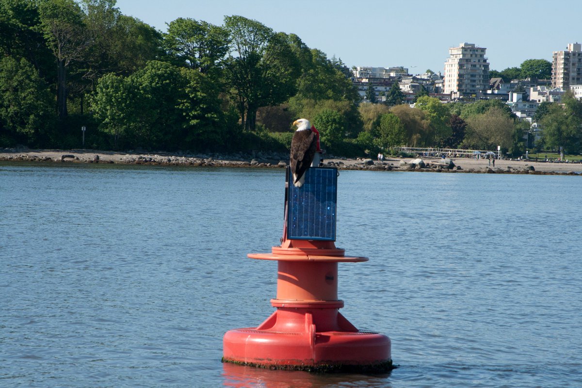 Buoys rock, and now they make energy soon too. Also, here is a pic of an eagle on a buoy! - bit.ly/1qvOcYn