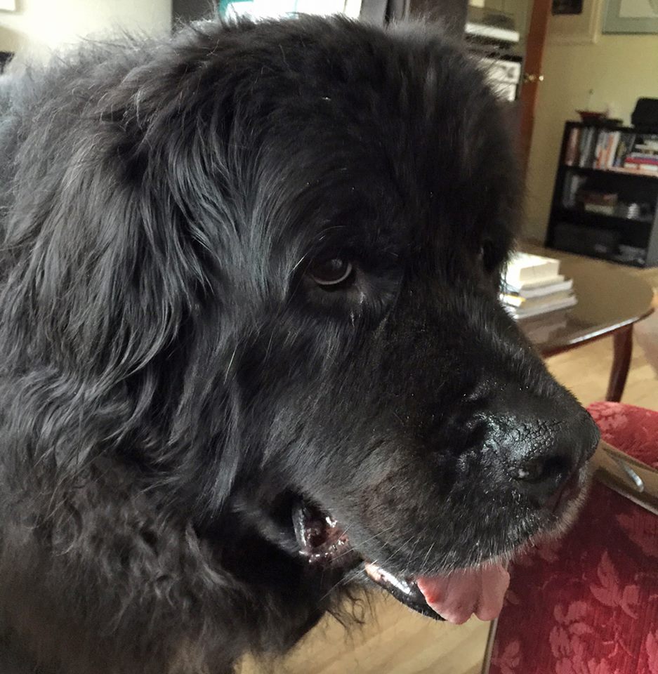 quirkycats's tweet photo. Clara, the Newfoundland dog answers Buddy questions on #fostercatchats
https://t.co/T3dq6OxU8L https://t.co/2F5lBbXp1N