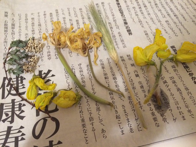 切り花を長持ちさせるには 生花の取り扱い8つのポイント Gardeniwa