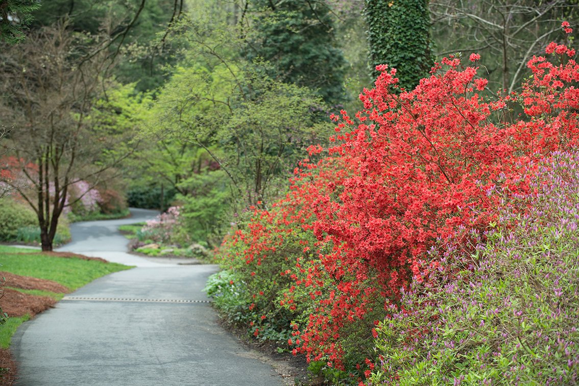 BiltmoreEstate's tweet image. Take a stroll around #Biltmore's 2.5 miles of manicured, colorful gardens. Trail map: biltmo.re/4i396