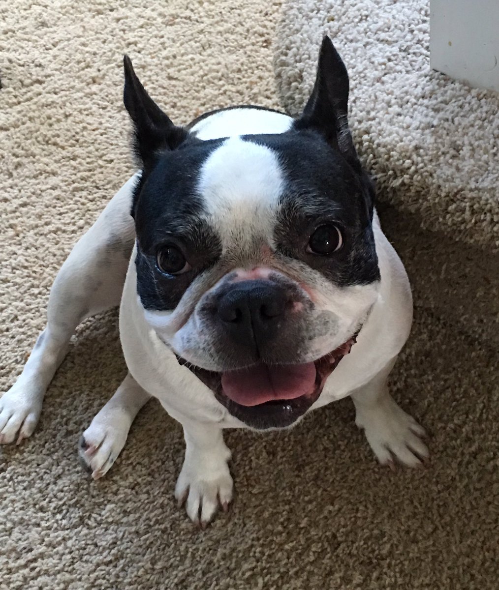 CookieDeFrench's tweet photo. Post walk smilies πππ#lovethefrench #cookieSmiles #frenchie #frenchielove #frenchiephotos #flyingfrenchie https://t.co/gxOnz8pcJP