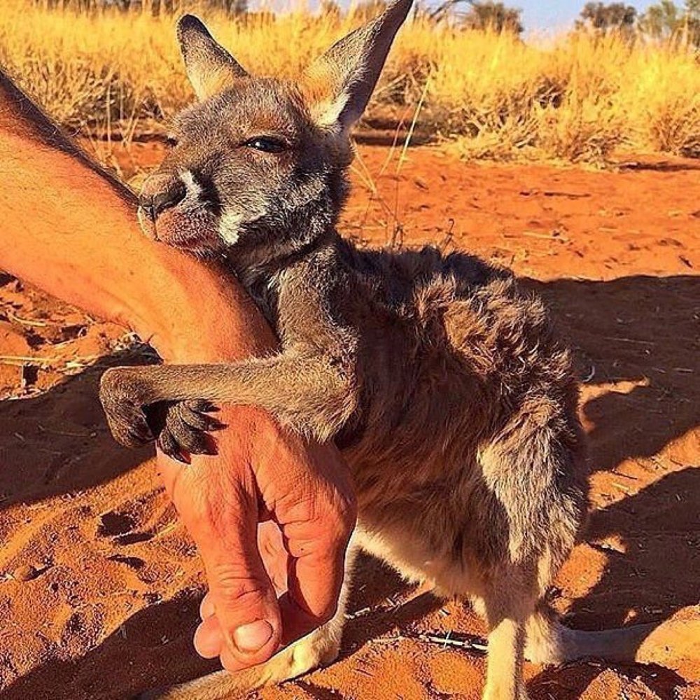 sumLifeGoals's tweet image. I want to be hugged by a joey! 
Tag someone who loves animals!
📷: @ thekangaroosanctuary on IG