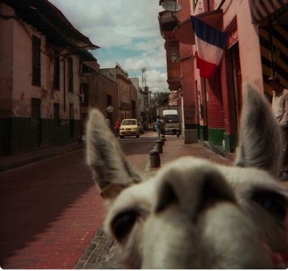 LDLC's tweet photo. 1⃣3⃣h3⃣7⃣ ça y est ! Les lamas se mettent aux selfies ! #LamaPower #13h37LDLC https://t.co/o41txeonmr