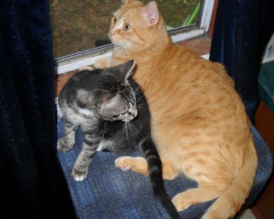 StardustDads's tweet photo. Newest Second Thoughts blog, "Mort the Kitten," is now ready to read: https://t.co/dIn4dCswEu https://t.co/aMtsA9iOg7