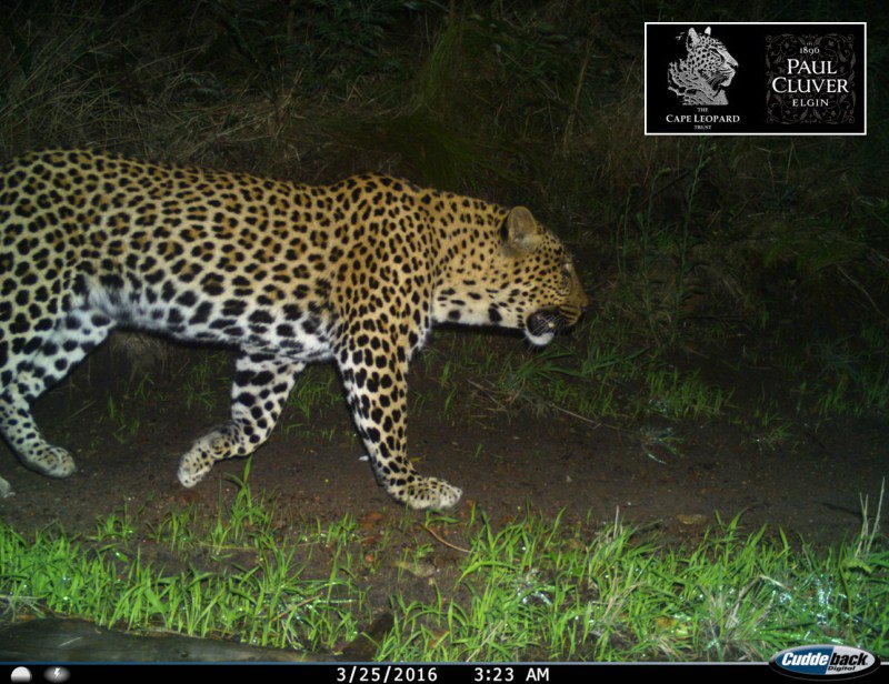 PaulCluverWines's tweet photo. Look who stopped by to spoil us with another photo op! Very exciting to see #Diego on Paul Cluver again #CapeLeopard https://t.co/tfCW2uQSmZ