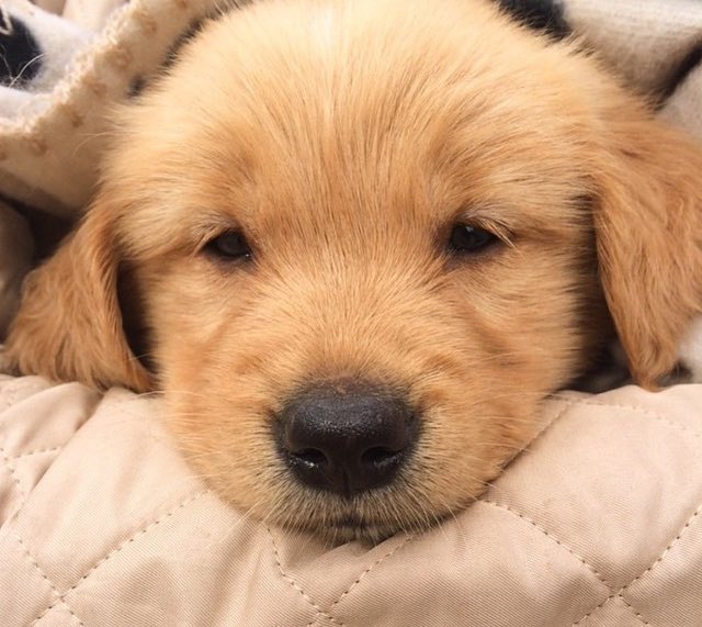 ️ (@puppiesbot) on Twitter photo 