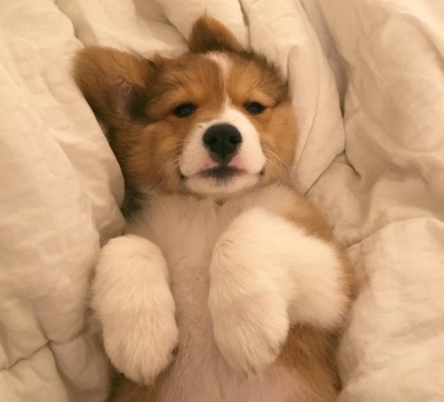 ️ (@puppiesbot) on Twitter photo 