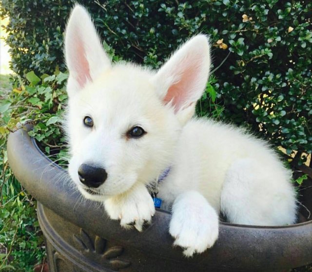 ️ (@puppiesbot) on Twitter photo 