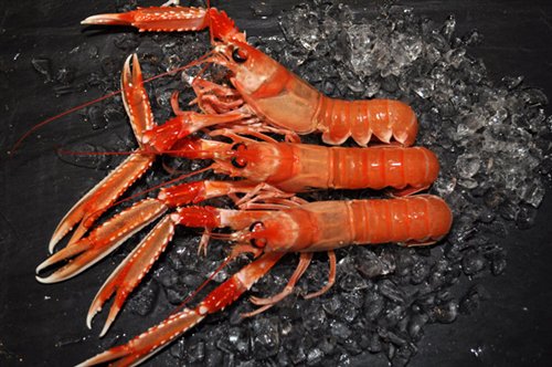 MhorFish's tweet image. On the menu you this weekend, the finest Scottish Langoustine's #lovescotland