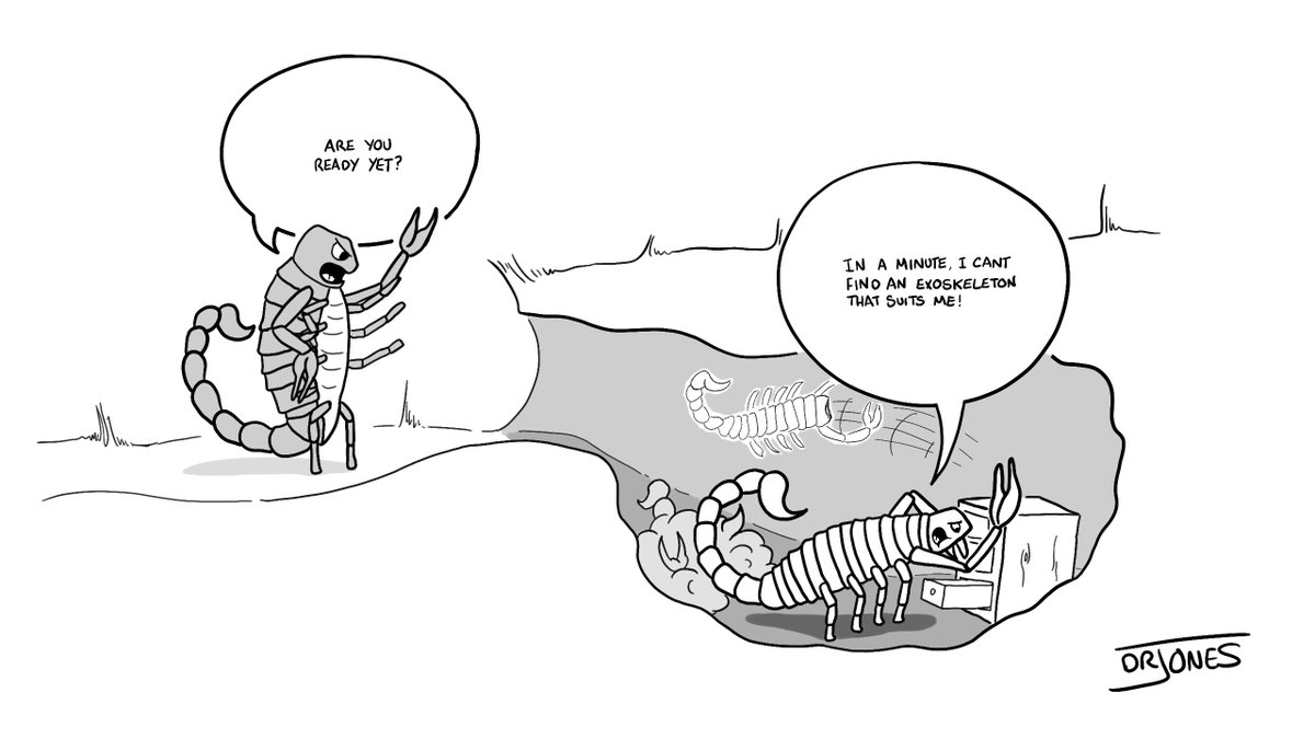 Palaeocast's tweet photo. A 300 Ma love story. Jogi &amp; Birgit, two scorpions from Chemnitz fossil forest. #fossilfriday https://t.co/kYvIaGQJxq https://t.co/ojtXmrLFtb