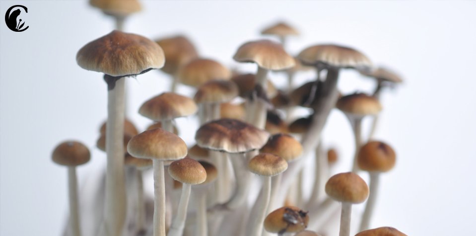 cannabis_es's tweet photo. Nueva ficha en nuestra #Drogopedia: #Psilocybes https://t.co/QhW1i2um7W #droga #hongos #monguis https://t.co/lS1KTthojt