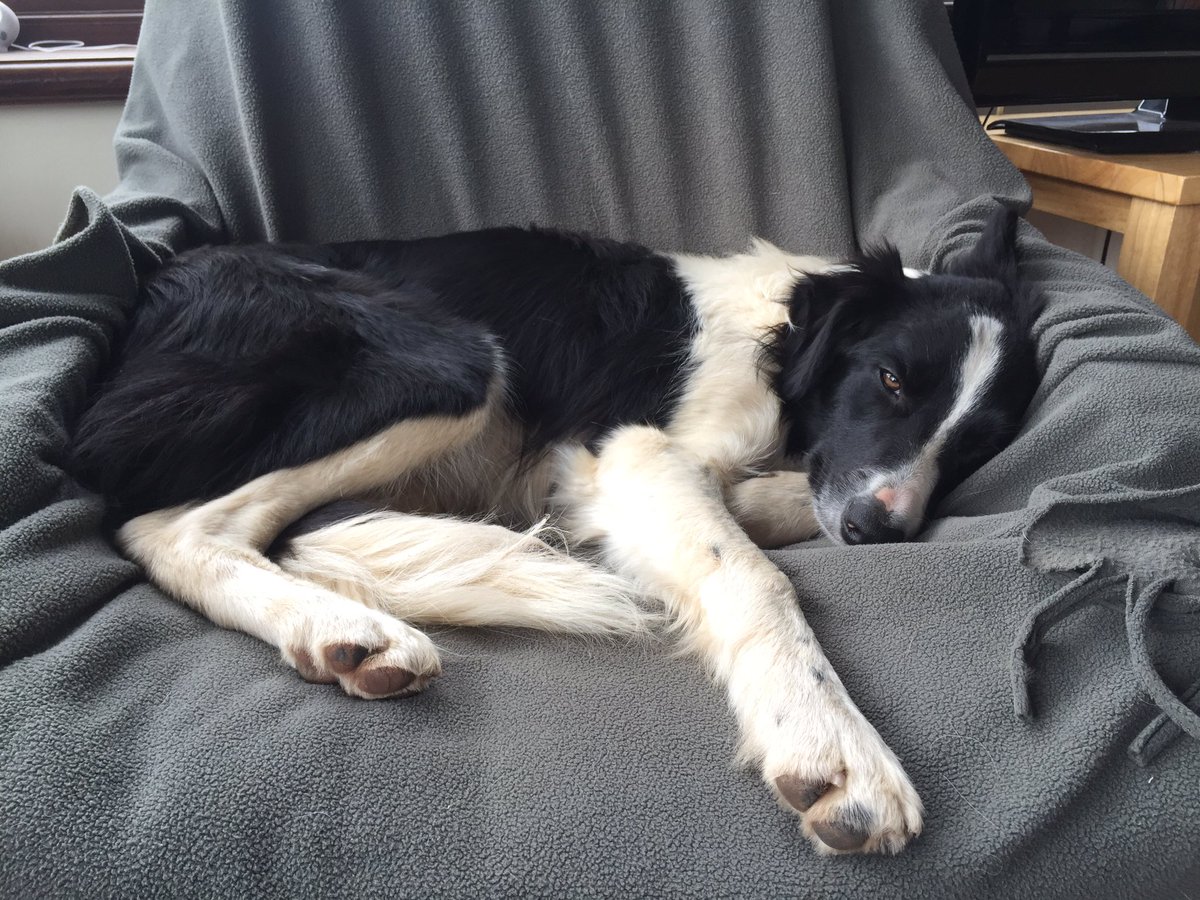 missflossies's tweet image. Gorgeous girl Beth. It's a hard job but someone has to do it #dogwalkerproblems