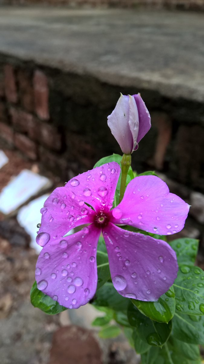 nemluxoNemlixo_'s tweet image. @Mr_Wembley Foco manual e iso auto (Lumia930 =D, mérito adicional: #CarlZeiss rs / #windowsteam