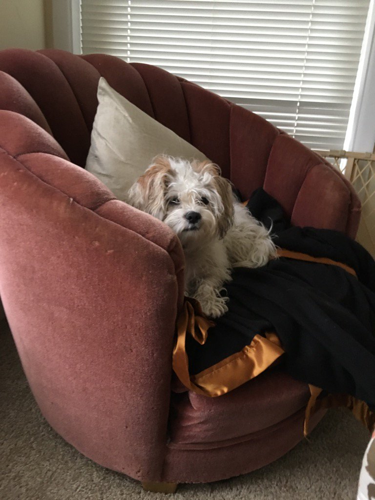 magpieeast's tweet photo. Because This is the rare opportunity that Momo isn't actually moving! @elspetheastman https://t.co/pYjKjESKXe