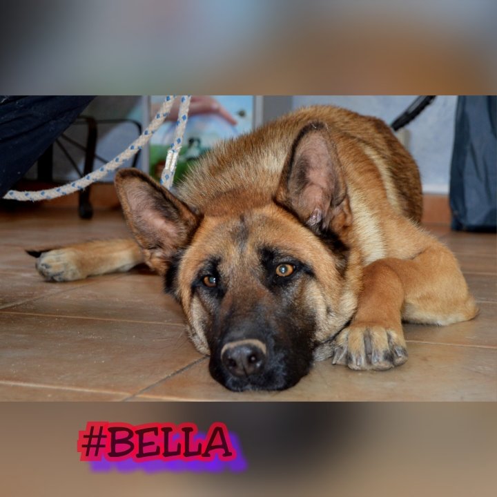 Nines35gm's tweet photo. #BELLA,probó lo q era estar con una familia,pero la devolvieron,ahora en el refugio pierde peso#ADOPTA @amalosprotec https://t.co/B5q7Ez1eT8