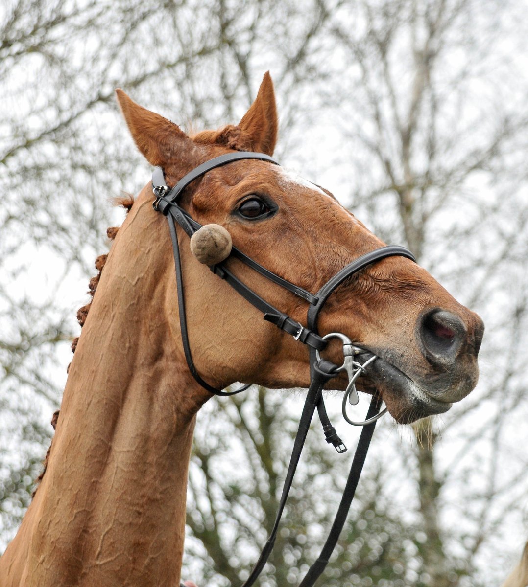 mjyharris's tweet photo. ANNIE POWER https://t.co/E0XhpWBKDi