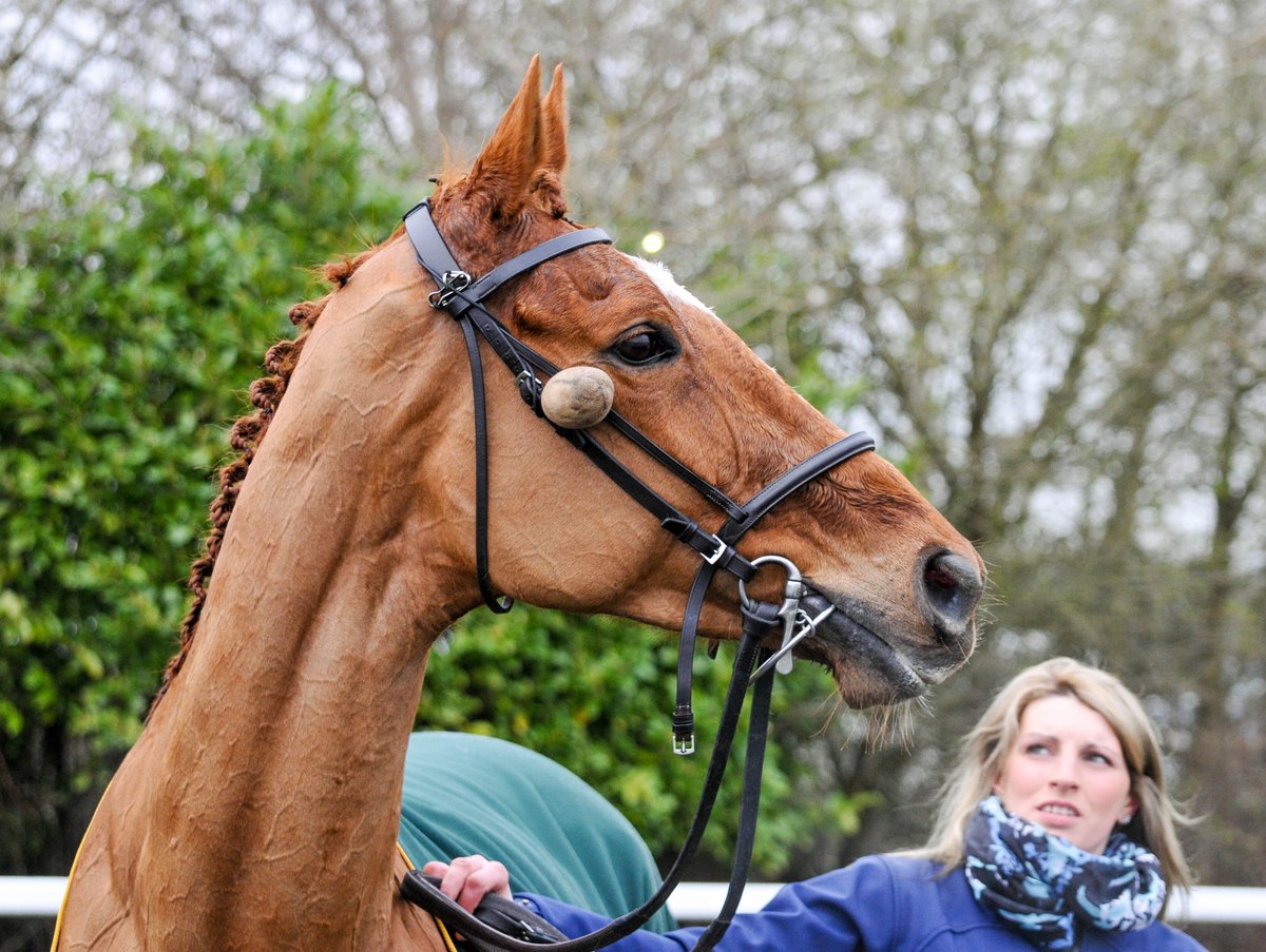 mjyharris's tweet photo. ANNIE POWER https://t.co/E0XhpWBKDi
