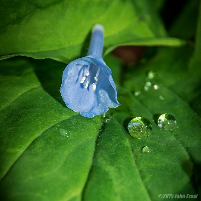 jcernstphoto's tweet photo. #tbt #bluebells and morning dew at Bull Run Regional Park. @NOVA_Parks @yourtake @VisitFairfax #photography https://t.co/T2F0LHkOk0