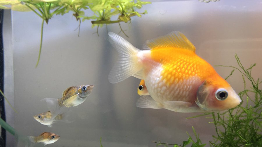 金魚が妊娠した時の泳ぎ方の特徴 金魚図鑑