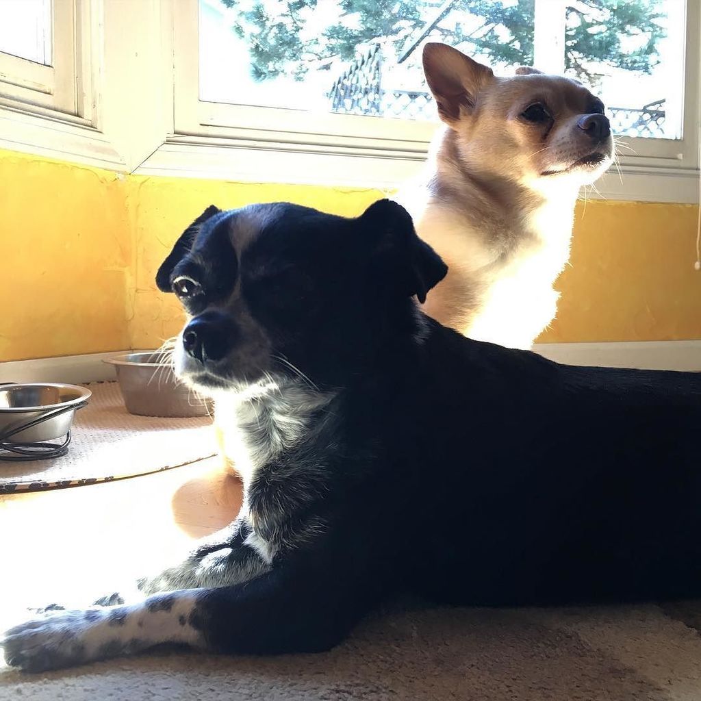 cheryl303's tweet photo. Morning pose #microdogs #dogsofinstagram #tw https://t.co/LOCqJdMY97