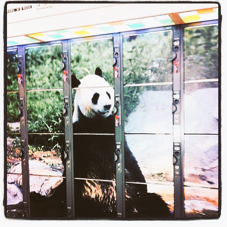 CoinLocker_jp's tweet photo. #CoinLocker #コインロッカー
#パンダ #動物園 #CoinLockers #ZOO #Japan #TV #CLS #live #life https://t.co/cqZcbDWOg9