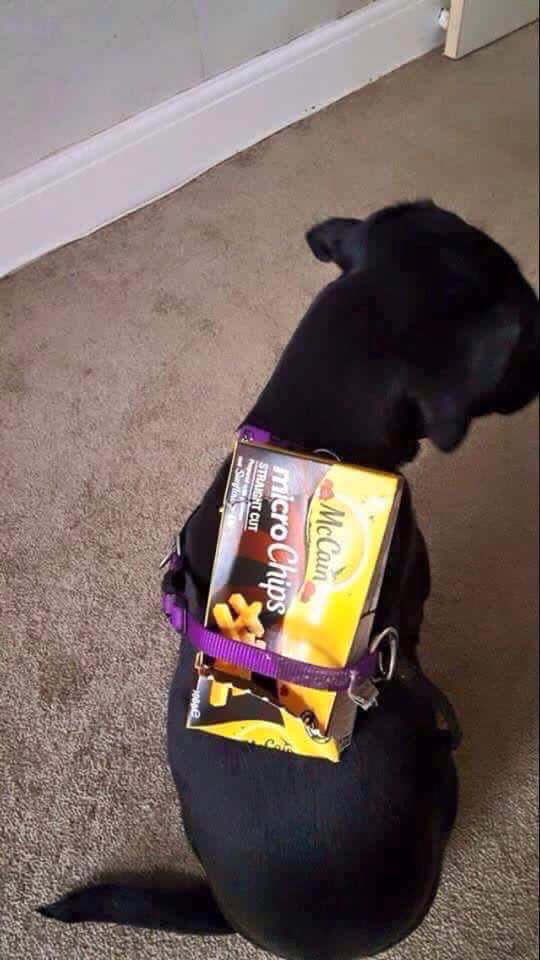 Finally The Dogs Micro-Chipped