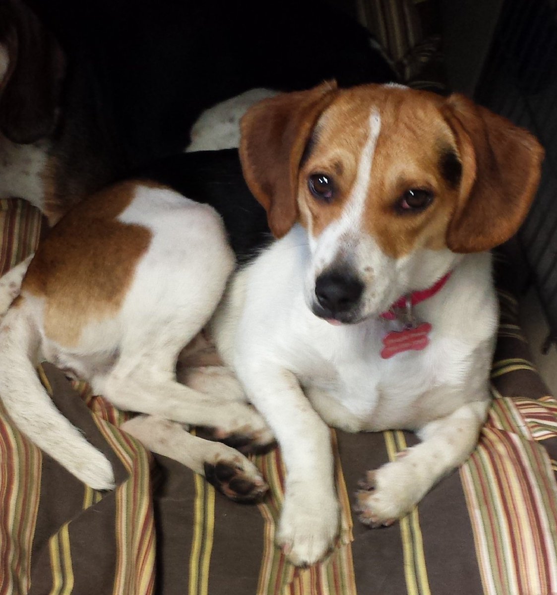 BeaglePaws's tweet photo. Pet Adoption Day Sun. Apr. 17, 1-4pm, Shriners Club, many groups with adorable pets for adoption @GreyhoundPetsNL https://t.co/gXJ5TSuwhv