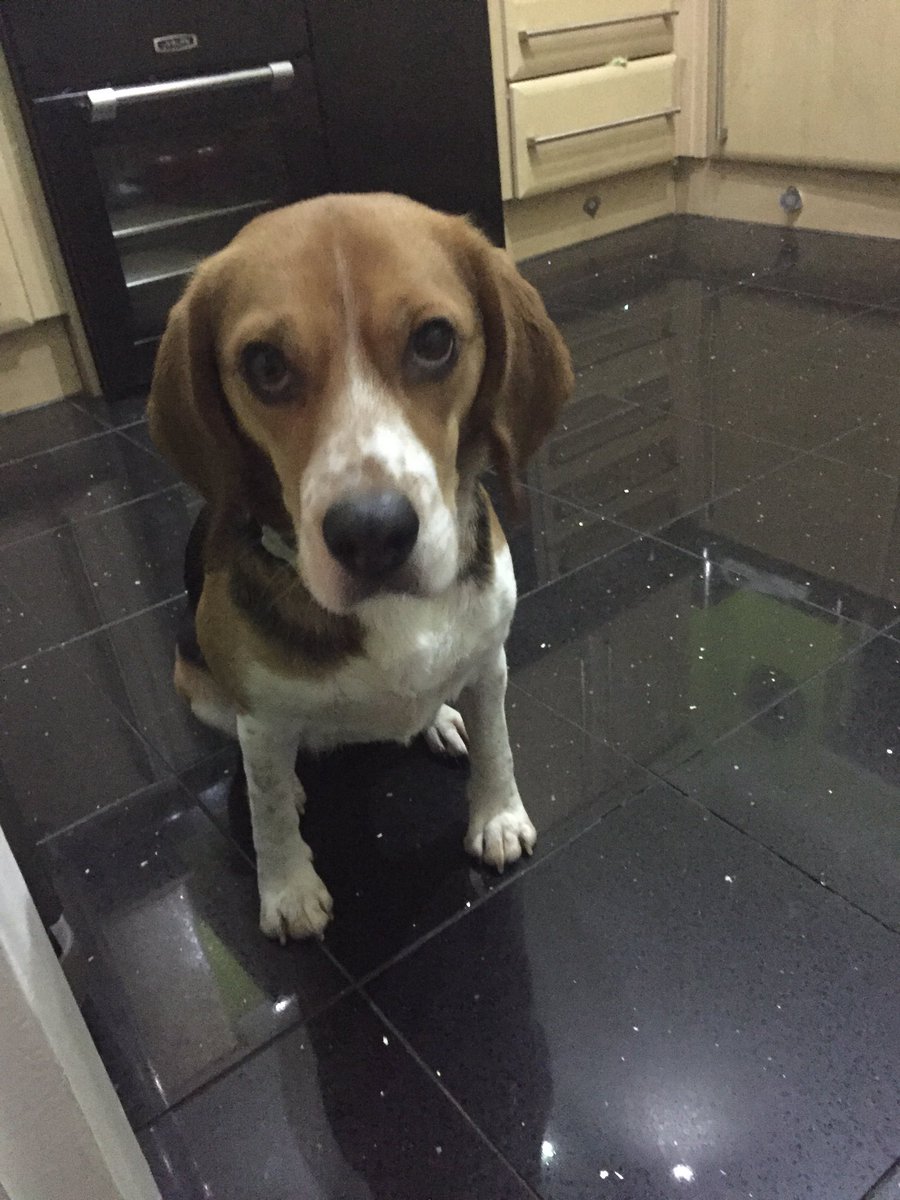 ChloeChrysosto2's tweet photo. Olivia 🐶👑 💖 https://t.co/bRsLUmK5iw
