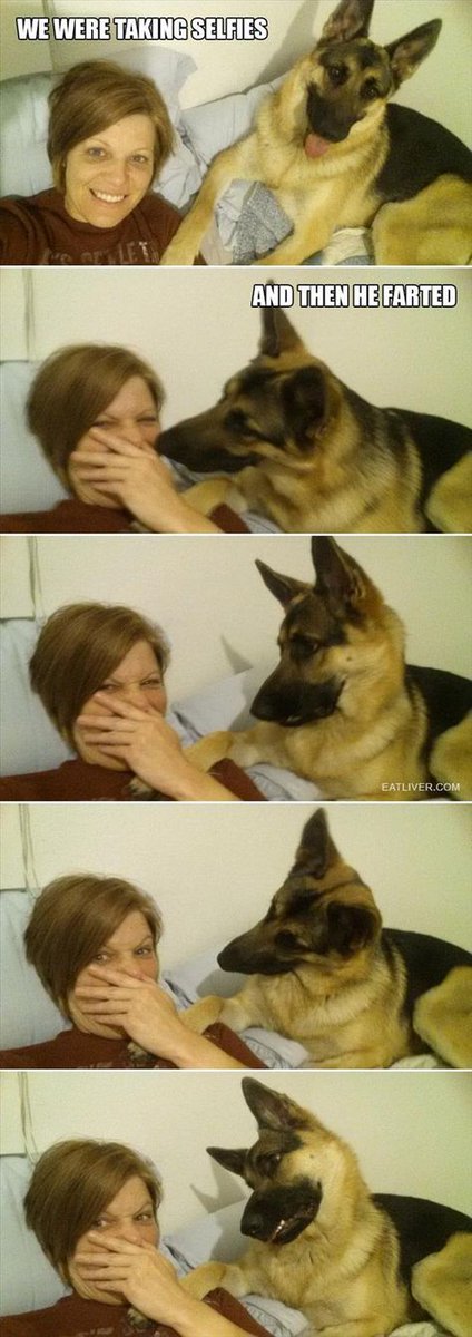 invknight's tweet photo. @Reine1Reine @Mieshie15 @BauerShep @KateNikkou @RoscoeKarmaGSD @MTShep @GSDLore @BluetheGSD @DRAGOtheK9 https://t.co/YCoKPTt8Gs